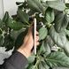 iPhone 11, 2019, 64GB, White, АКБ 100% 2000000102153 фото 4