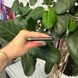 iPhone 11, 2019, 64GB, Black, АКБ 100% 2000000103327 фото 8